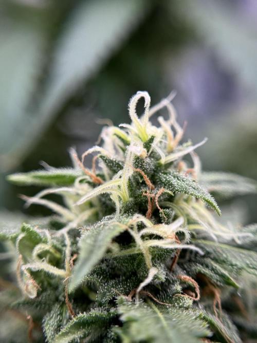 Dognabis 035 Permanent Marker (Zamnesia). Week 11 - Permanent Marker #2