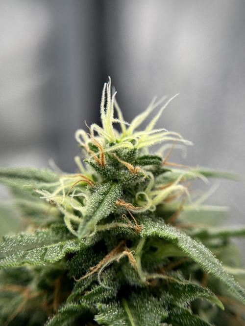 Dognabis 035 Permanent Marker (Zamnesia). Week 11 - Permanent Marker #2