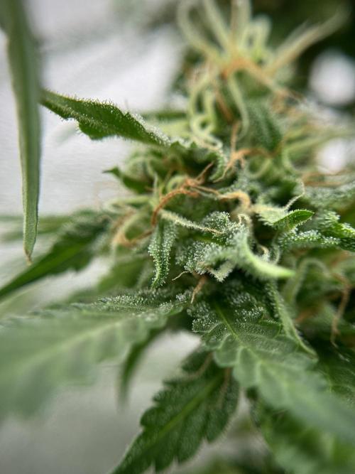 Dognabis 035 Permanent Marker (Zamnesia). Week 11 - Permanent Marker #2