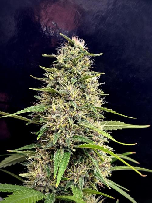 Dognabis 035 Permanent Marker (Zamnesia). Week 11 - Permanent Marker #1