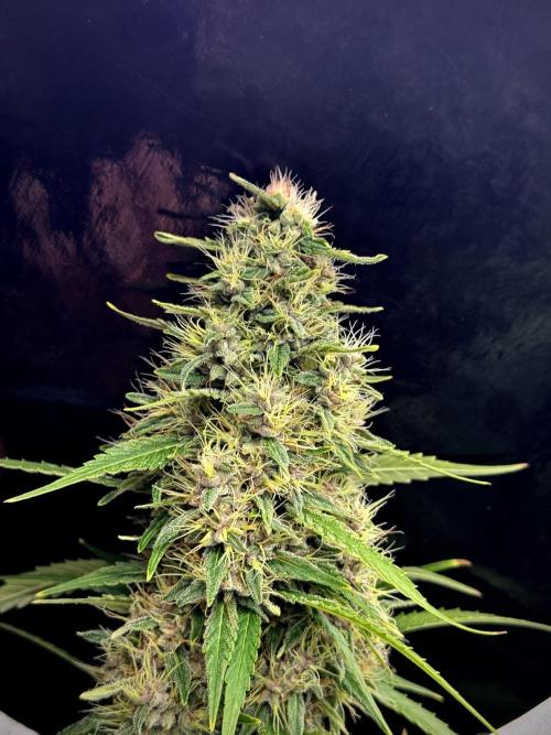 Dognabis 035 Permanent Marker (Zamnesia). Week 11 - Permanent Marker #1