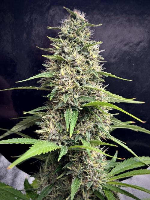 Dognabis 035 Permanent Marker (Zamnesia). Week 11 - Permanent Marker #1