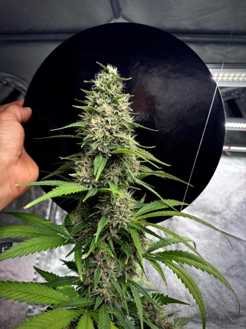 Dognabis 035 Permanent Marker (Zamnesia). Week 11 - Permanent Marker #1