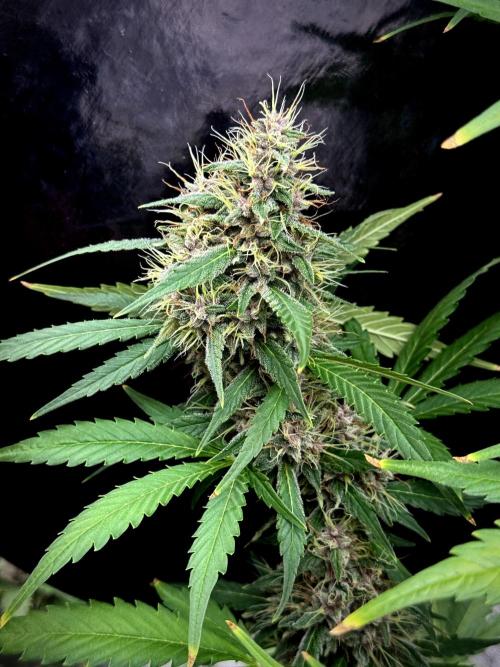 Dognabis 035 Permanent Marker (Zamnesia). Week 11 - Permanent Marker #1