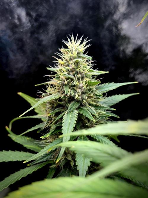 Dognabis 035 Permanent Marker (Zamnesia). Week 11 - Permanent Marker #1