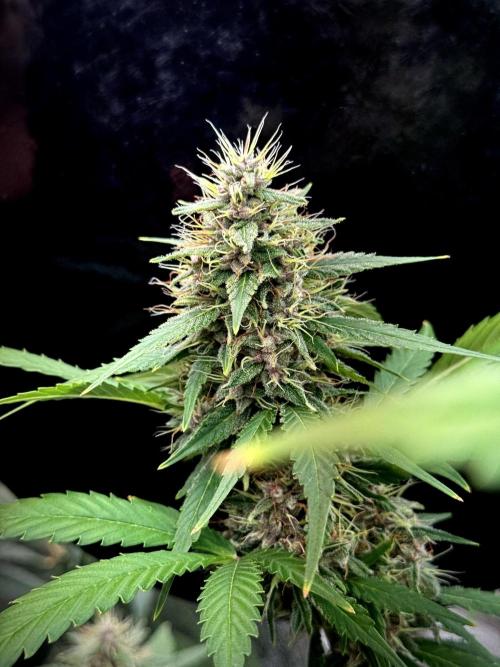 Dognabis 035 Permanent Marker (Zamnesia). Week 11 - Permanent Marker #1