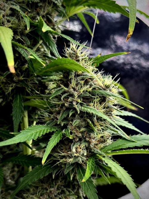 Dognabis 035 Permanent Marker (Zamnesia). Week 11 - Permanent Marker #1