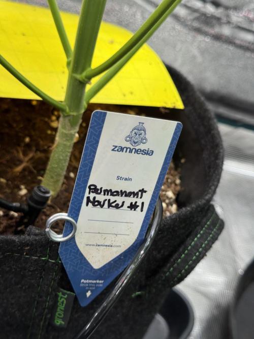 Dognabis 035 Permanent Marker (Zamnesia). Week 11 - Permanent Marker #1