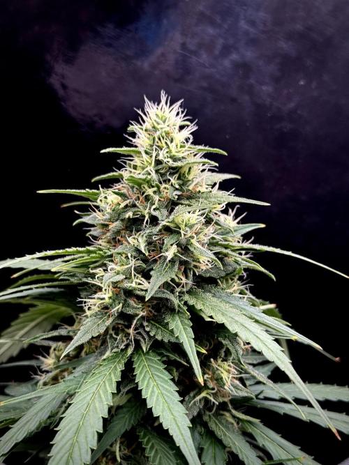 Dognabis 035 Permanent Marker (Zamnesia). Week 11 - Permanent Marker #1