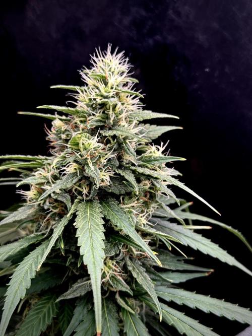 Dognabis 035 Permanent Marker (Zamnesia). Week 11 - Permanent Marker #1