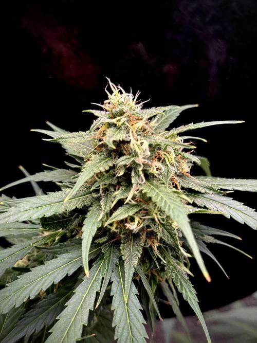 Dognabis 035 Permanent Marker (Zamnesia). Week 11 - Permanent Marker #1