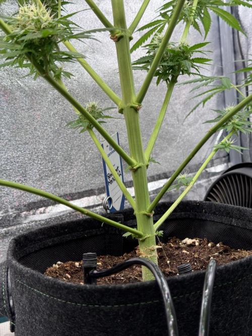 Dognabis 035 Permanent Marker (Zamnesia). Week 11 - Permanent Marker #1