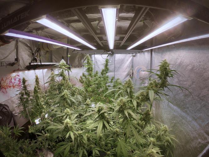 Dognabis 035 Permanent Marker (Zamnesia). Week 11 - Go Pro Vibes 