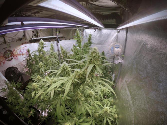 Dognabis 035 Permanent Marker (Zamnesia). Week 11 - Go Pro Vibes 