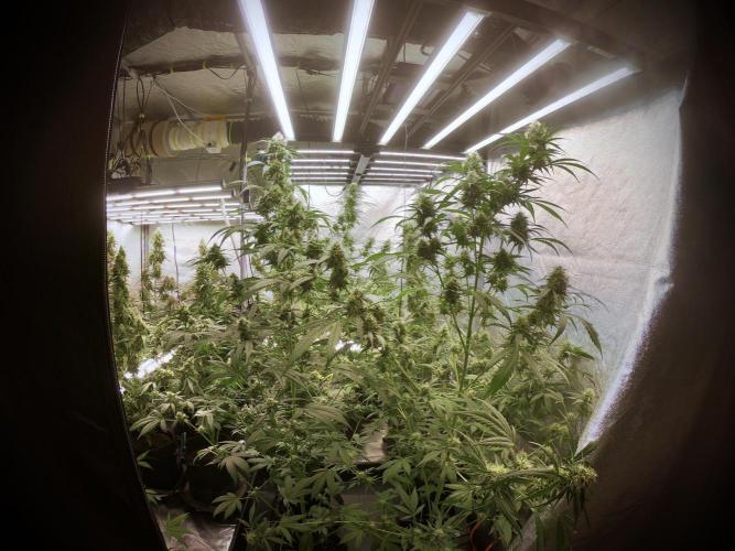 Dognabis 035 Permanent Marker (Zamnesia). Week 11 - Go Pro Vibes 