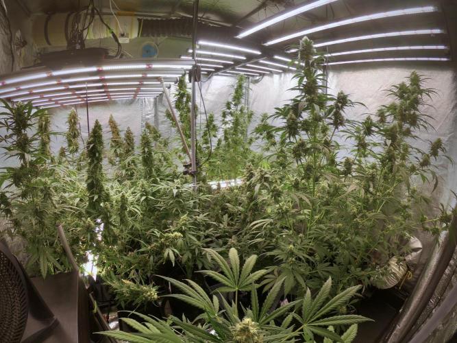 Dognabis 035 Permanent Marker (Zamnesia). Week 11 - Go Pro Vibes 