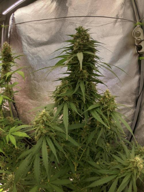 Dognabis 035 Permanent Marker (Zamnesia). Week 11 - Go Pro Vibes 