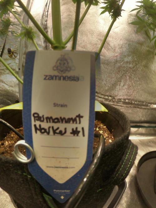 Dognabis 035 Permanent Marker (Zamnesia). Week 11 - Go Pro Vibes 