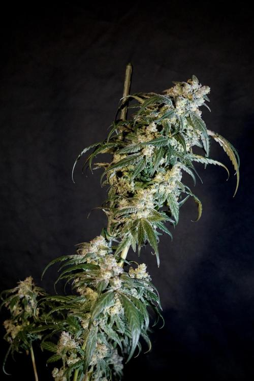 White Widow @Zamanesia-Playing classics. Week 12 - White Widow