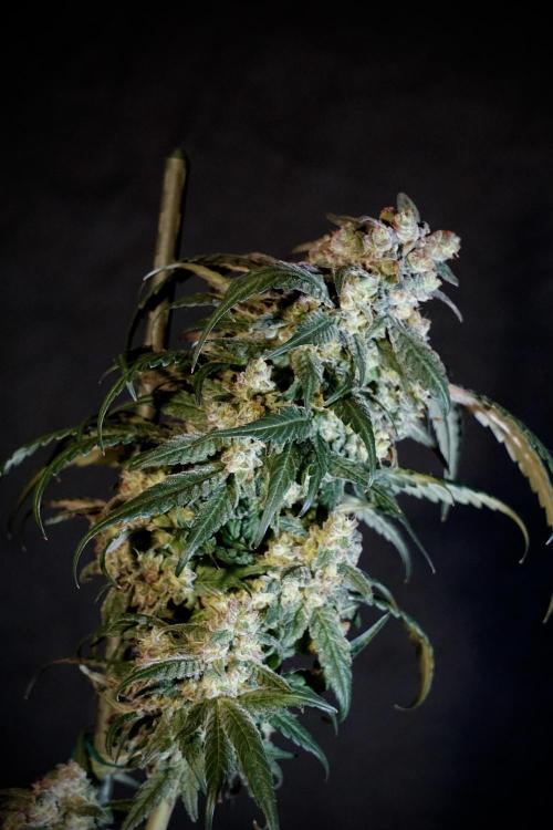 White Widow @Zamanesia-Playing classics. Week 12 - White Widow