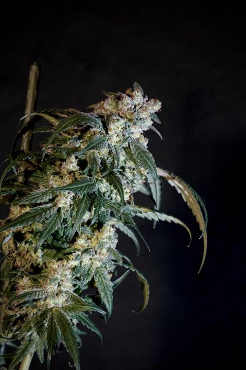 White Widow @Zamanesia-Playing classics. Week 12 - White Widow