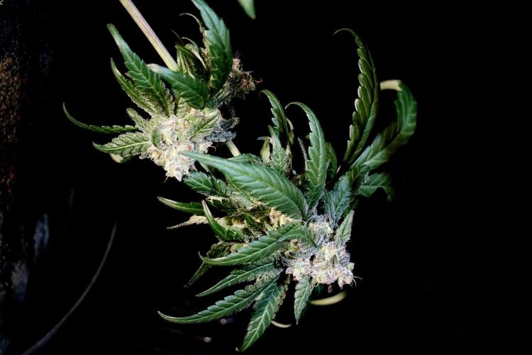 White Widow @Zamanesia-Playing classics. Week 12 - White Widow