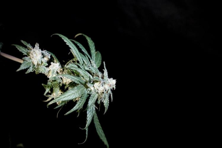 White Widow @Zamanesia-Playing classics. Week 12 - White Widow