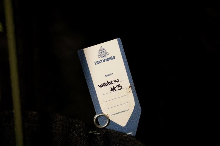 White Widow @Zamanesia-Playing classics. Week 12 - White Widow