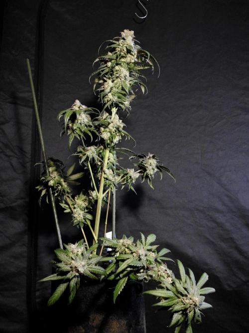 White Widow @Zamanesia-Playing classics. Week 12 - White Widow