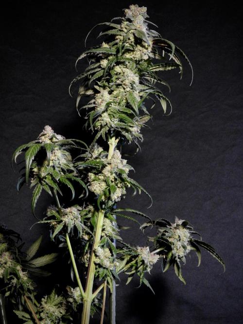 White Widow @Zamanesia-Playing classics. Week 12 - White Widow