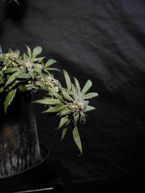 White Widow @Zamanesia-Playing classics. Week 12 - White Widow