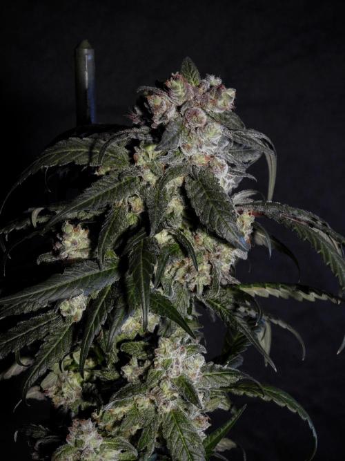 White Widow @Zamanesia-Playing classics. Week 12 - White Widow