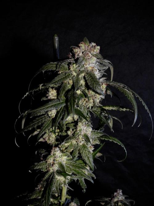 White Widow @Zamanesia-Playing classics. Week 12 - White Widow