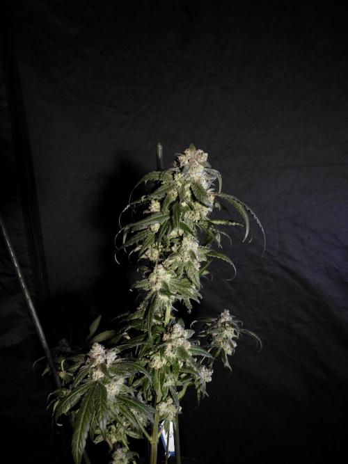 White Widow @Zamanesia-Playing classics. Week 12 - White Widow