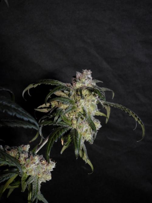 White Widow @Zamanesia-Playing classics. Week 12 - White Widow