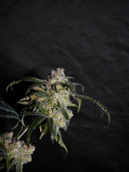 White Widow @Zamanesia-Playing classics. Week 12 - White Widow