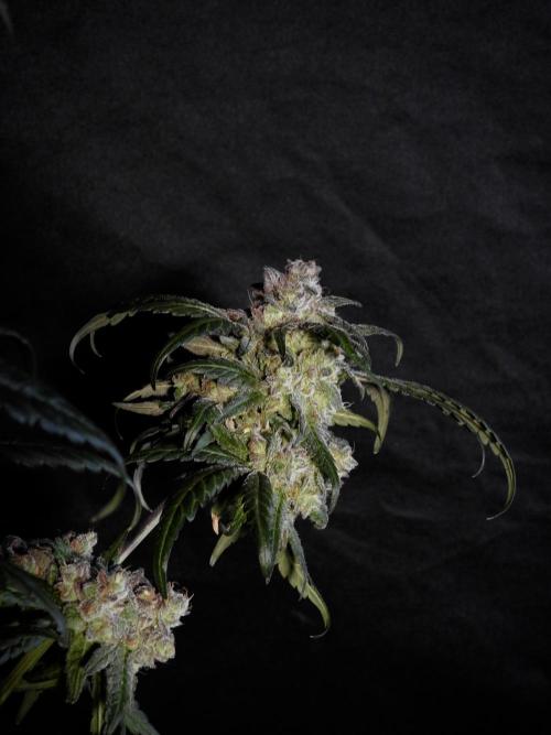 White Widow @Zamanesia-Playing classics. Week 12 - White Widow