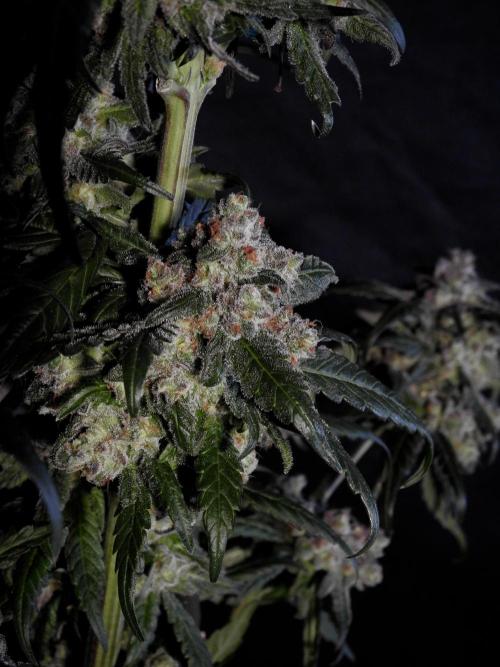 White Widow @Zamanesia-Playing classics. Week 12 - White Widow