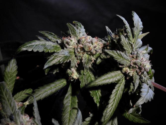 White Widow @Zamanesia-Playing classics. Week 12 - White Widow