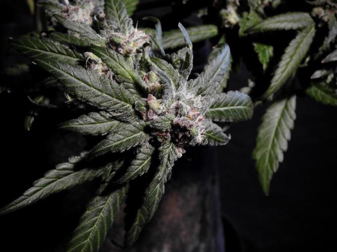 White Widow @Zamanesia-Playing classics. Week 12 - White Widow