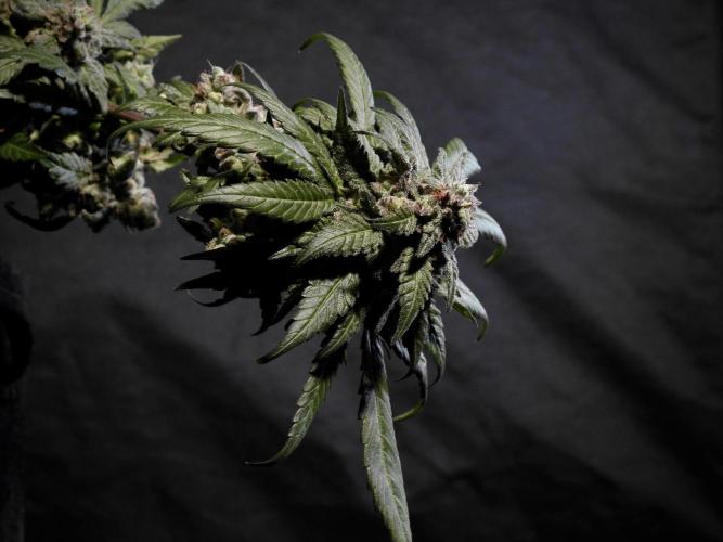 White Widow @Zamanesia-Playing classics. Week 12 - White Widow