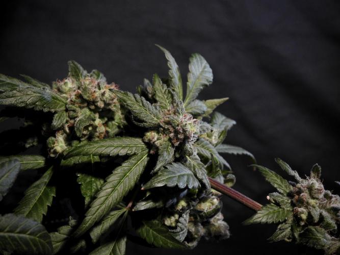 White Widow @Zamanesia-Playing classics. Week 12 - White Widow