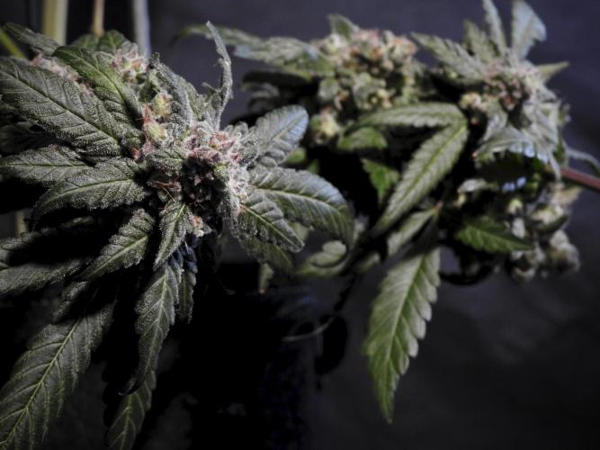 White Widow @Zamanesia-Playing classics. Week 12 - White Widow