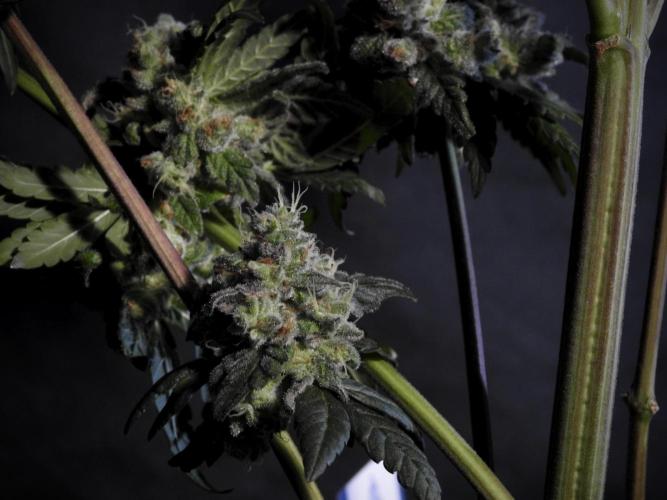 White Widow @Zamanesia-Playing classics. Week 12 - White Widow