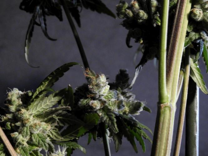 White Widow @Zamanesia-Playing classics. Week 12 - White Widow