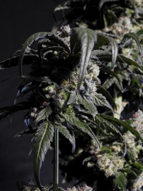 White Widow @Zamanesia-Playing classics. Week 12 - White Widow