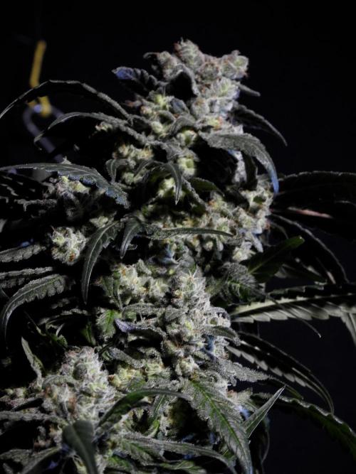 White Widow @Zamanesia-Playing classics. Week 12 - White Widow