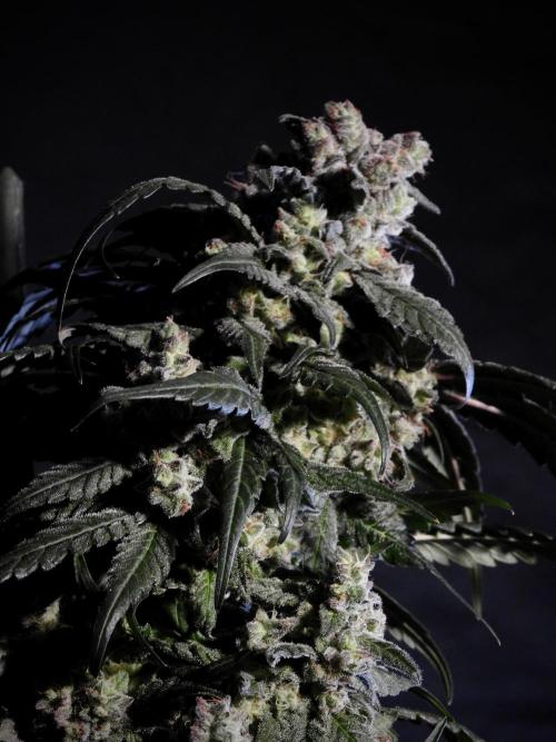 White Widow @Zamanesia-Playing classics. Week 12 - White Widow