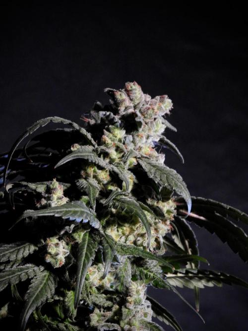 White Widow @Zamanesia-Playing classics. Week 12 - White Widow