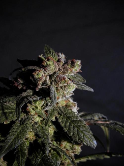 White Widow @Zamanesia-Playing classics. Week 12 - White Widow